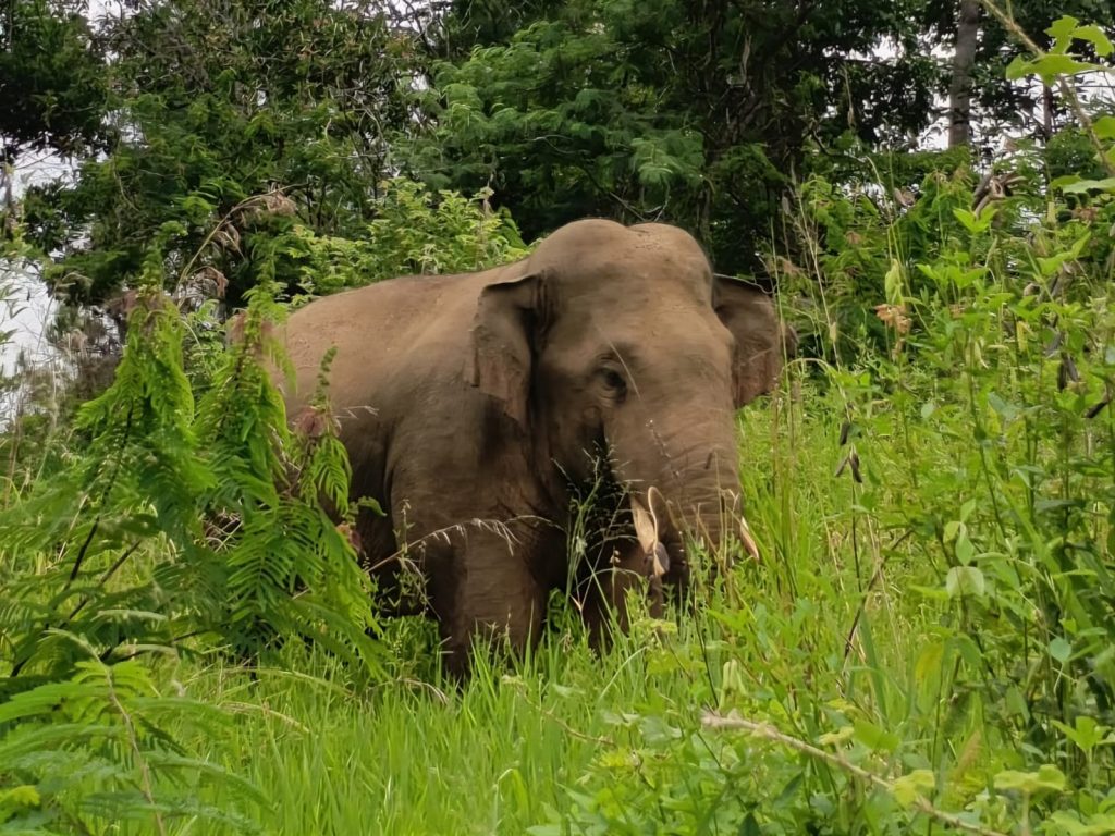 Ethical Elephant Tours Sumatra Indonesia