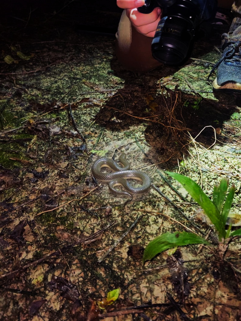 Hypsiscopus plumbea Ethical Herping Bukit Lawang