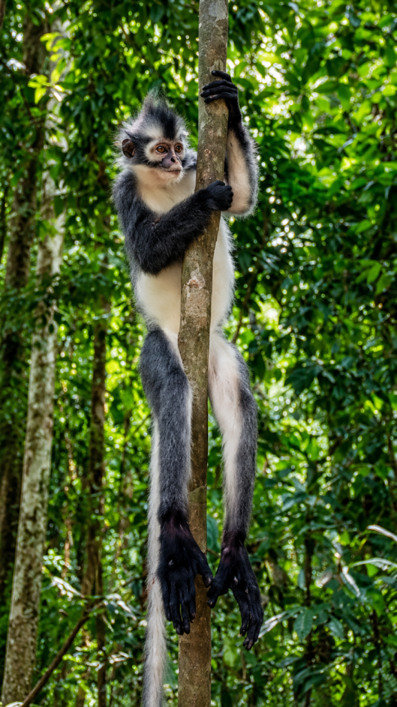 Thomas Langur Bukit Lawang