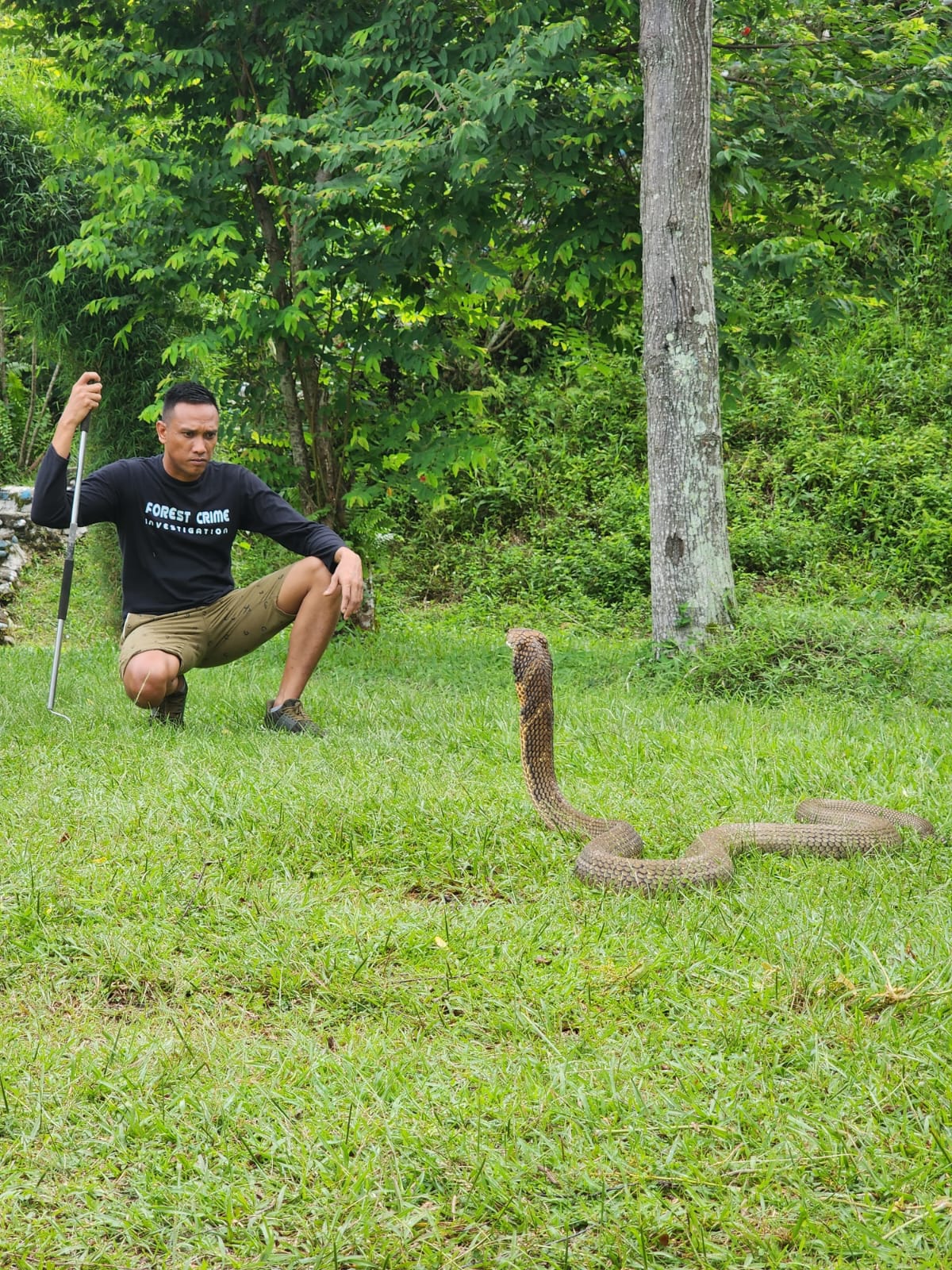 King Cobra Rescue Bukit Lawang
